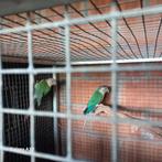 Koppel Pyrhurras en Koppel pruimenkoppen, Dieren en Toebehoren