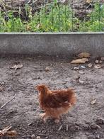 3 cochinkippetjes waarvan 1 haantje en 2 hennen,bruin, Dieren en Toebehoren, Pluimvee, Meerdere dieren, Kip