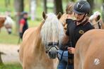 Gediplomeerd paardrij instructeur, Dieren en Toebehoren, ZZ