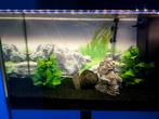 Aquarium Ciano 120l avec tous les accessoires, Dieren en Toebehoren, Vissen | Aquaria en Toebehoren, Zo goed als nieuw