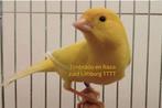Timbrado Original/Classico, Dieren en Toebehoren, Meerdere dieren, Zangkanarie