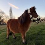 Ponette shetland pp, Animaux & Accessoires, Poneys
