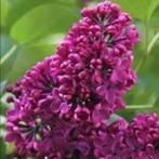 Syringa Charles Joly, Ophalen
