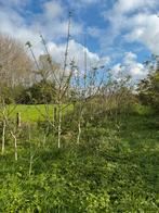 Notenbomen te koop 3m hoog enkele en meerstam, Tuin en Terras, Planten | Bomen, Ophalen