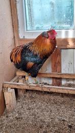 Araucana hanen, Dieren en Toebehoren, Pluimvee