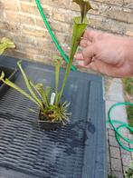 Vleesetende planten sarracenia flava €8, Ophalen of Verzenden
