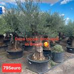 ‼️olijfbomen olea europaea ‼️, Ophalen