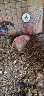 Edelpapegaai- eclectus, Dieren en Toebehoren, Vogels | Parkieten en Papegaaien, Geslacht onbekend, Geringd