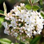Viburnum burkwoodii, Ophalen, Struik