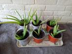Jonge Aloë Vera planten, Huis en Inrichting, Kamerplanten, Ophalen, Vetplant, Halfschaduw, Minder dan 100 cm