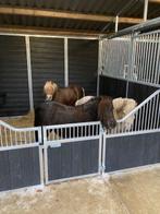 Shetlander stal gezocht!