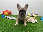 Franse Bulldog pups, België, 8 tot 15 weken, CDV (hondenziekte), Bulldog