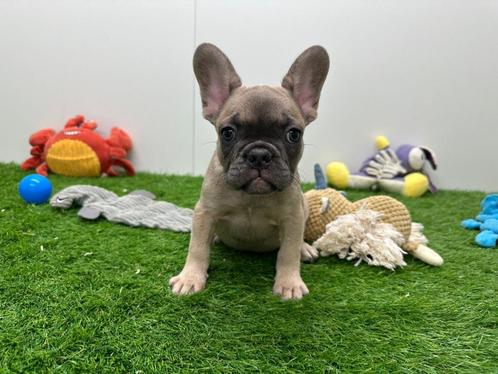 Franse Bulldog pup, Dieren en Toebehoren, Honden | Bulldogs, Pinschers en Molossers, Teef, Bulldog, Fokker | Professioneel, Eén hond