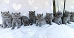 British korthaar kittens, Dieren en Toebehoren, Katten en Kittens | Raskatten | Korthaar, Kater, Gechipt, 0 tot 2 jaar