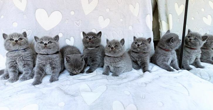 British korthaar kittens, Dieren en Toebehoren, Katten en Kittens | Raskatten | Korthaar, Kater, 0 tot 2 jaar, Met stamboom, Gechipt