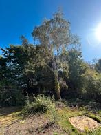 Gratis bomen gratis hout, Ophalen
