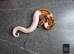 Python regius, Dieren en Toebehoren, Slang, 0 tot 2 jaar