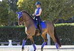 LeMieux Carbon Mesh Bluebell dressuur dekje, Ophalen of Verzenden, Nieuw, Dekje