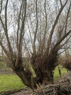 Brandhout Kastanjehout, Wilgenhout, 8 à 12 cm dikte, Tuin en Terras, Brandhout, Ophalen, Overige houtsoorten, Takken
