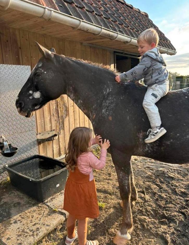 Appaloussa x curly, Animaux & Accessoires, Chevaux, Jument, Ne s'applique pas, Moins de 160 cm, 11 ans ou plus, Cheval de récréation