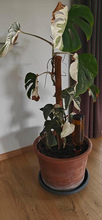 Grote Monstera varigata met mosstok en terracotta pot 