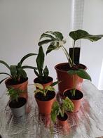 Planten te koop (Set van 7) +1, Huis en Inrichting