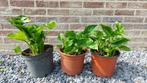 aronskelk, Tuin en Terras, Planten | Tuinplanten, Vaste plant, Halfschaduw, Zomer, Ophalen