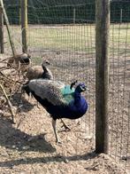 Trio blauwe pauw, Dieren en Toebehoren, Meerdere dieren, Overige soorten