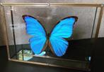 Morpho Didius uit Peru - ook wel de grote blauwe genoemd - n, Verzamelen, Nieuw, Opgezet dier, Ophalen of Verzenden, Insect