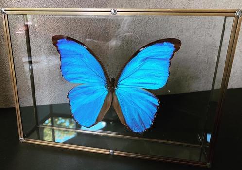 Morpho Didius uit Peru - ook wel de grote blauwe genoemd - n, Verzamelen, Dierenverzamelingen, Nieuw, Opgezet dier, Insect, Ophalen of Verzenden