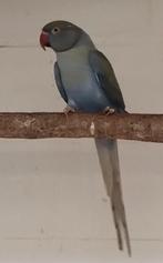 Halsband DF violet cobalt opaline pastel / wkws 2022, Dieren en Toebehoren, Vogels | Parkieten en Papegaaien