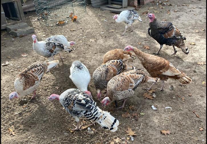 Ronquière kalkoenen, Animaux & Accessoires, Volatiles, Dinde, Plusieurs animaux