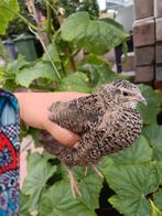 Japanse kwartel Vrouw, Dieren en Toebehoren