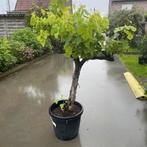 Druivelaars!, Tuin en Terras, Ophalen