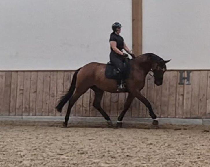 Verschillende paarden en pony's, Animaux & Accessoires, Chevaux, Plusieurs animaux, Ne s'applique pas, 165 à 170 cm, 3 à 6 ans