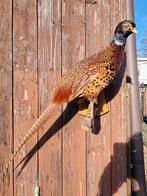 Opgezette fazant. Prachtig exemplaar, Verzamelen, Ophalen of Verzenden, Zo goed als nieuw, Vogel, Opgezet dier