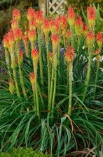 Tritoma - Kniphofia Uvaria, Volle zon, Vaste plant, Zomer, Ophalen