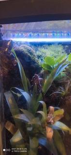 Terrarium tropical complet – Un coin de nature chez vous, Dieren en Toebehoren, Ophalen, Gebruikt, Terrarium of Paludarium