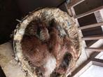 Kleurpostduiven, Meerdere dieren, Postduif