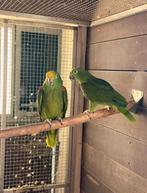amazone papegaai, Dieren en Toebehoren, Vogels | Parkieten en Papegaaien, Papegaai, Geringd