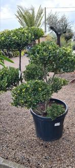 Ilex Green Bonsai Crenata ponpon, Tuin en Terras, Ophalen