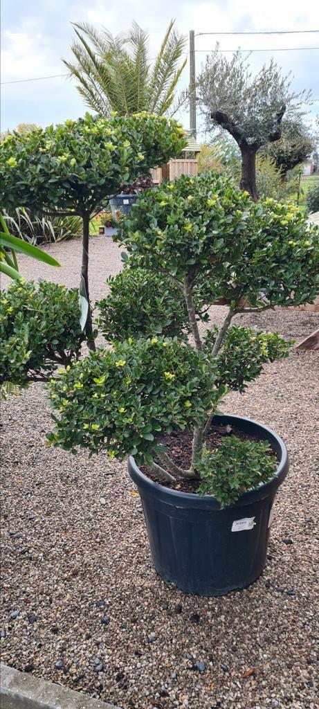 Ilex Green Bonsai Crenata ponpon, Tuin en Terras, Planten | Tuinplanten, Ophalen