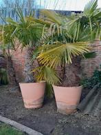 Palmbomen fortunei, Ophalen, In pot