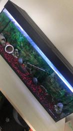 Aquarium 500L alles erbij pomp Tetra1200, Dieren en Toebehoren, Ophalen, Gebruikt, Gevuld zoetwateraquarium