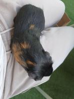 Cavia beertje heel tam. Kooi apart verkrijgbaar., Dieren en Toebehoren, Knaagdieren, Mannelijk, Cavia, Tam