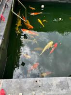 Gratis 20-25 koi, Dieren en Toebehoren, Karper of Koi