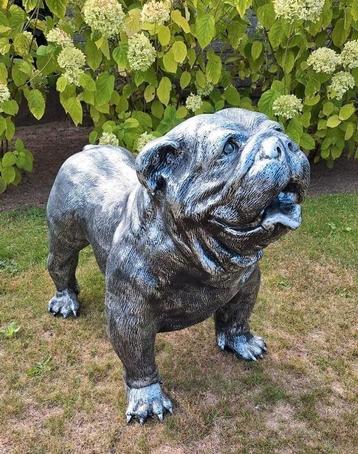 Grote Engelse Buldog Zilvergrijs, Enlèvement, Comme neuf