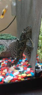 Mooie pleco kuisvis +- 15cm, Vis