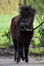 Hele lieve en makke shetlander ruin, Animaux & Accessoires, Poney de récréation, Vermifugé, Poney A (jusqu'à 1.17 m), Hongre