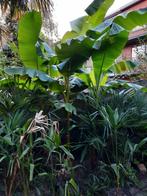 Grote bananebomen musa basjoo, Tuin en Terras, Planten | Tuinplanten, Winter, Ophalen of Verzenden